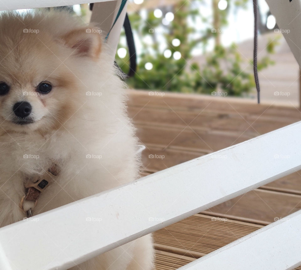 Hiding puppy in white