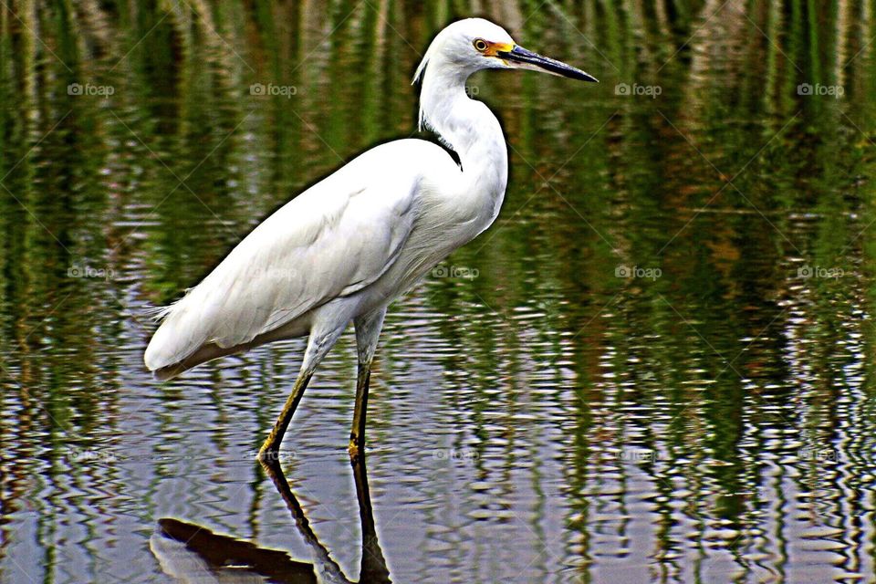 Great white egret. Great white egret