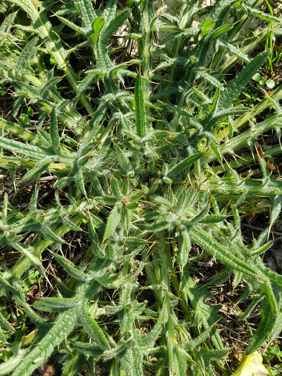 and thorns are beautiful