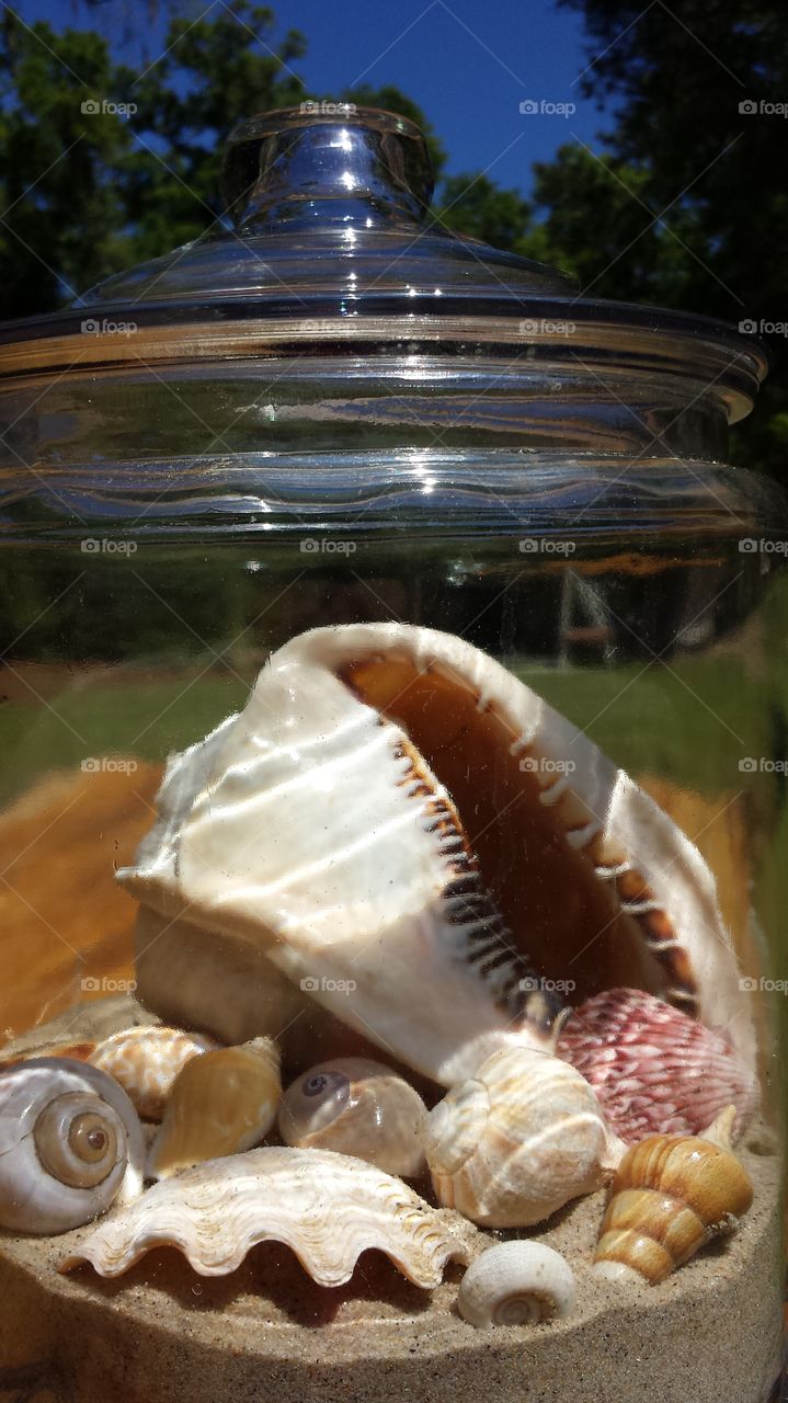 Sea Shells In a Jar