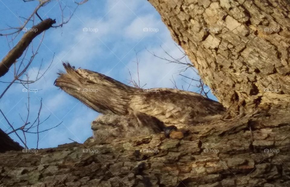 Amazing camouflage of a Tawny Frogmouth with chicks