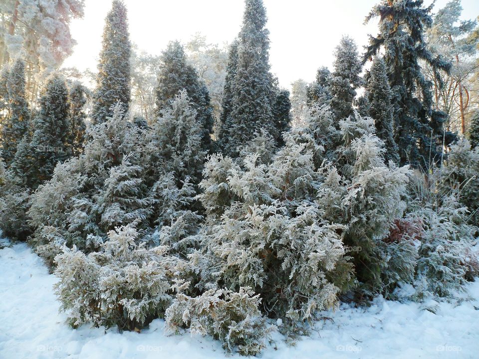 magical winter forest