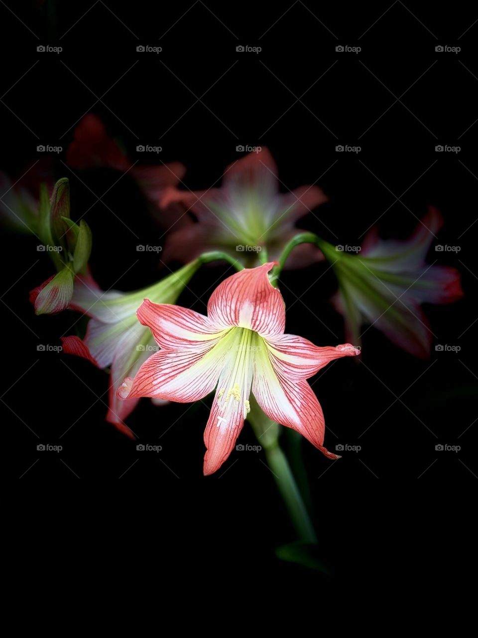 Amaryllis