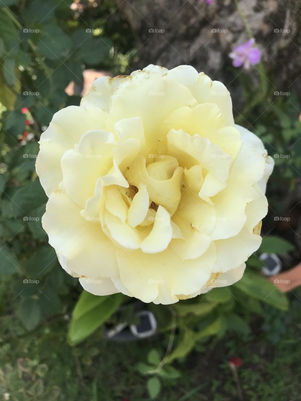 Yellow of Rosa hybrid.