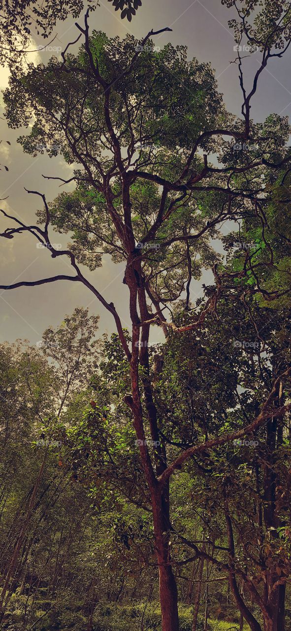 Old tree in summer...Forest ride