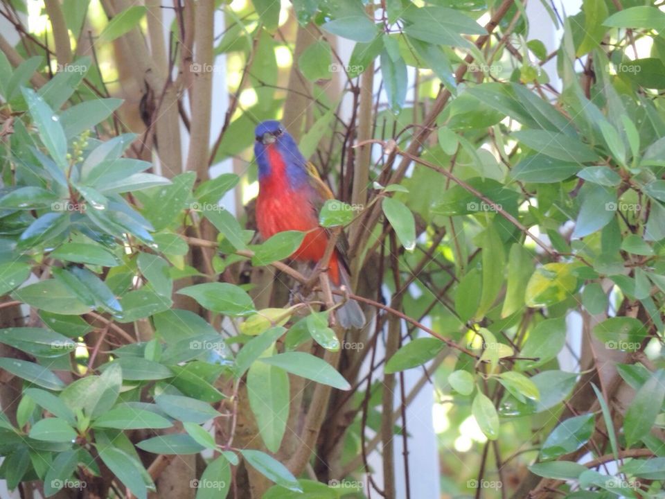painted Bunting 3