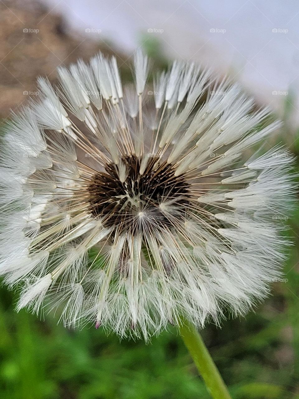 dandelion seeds