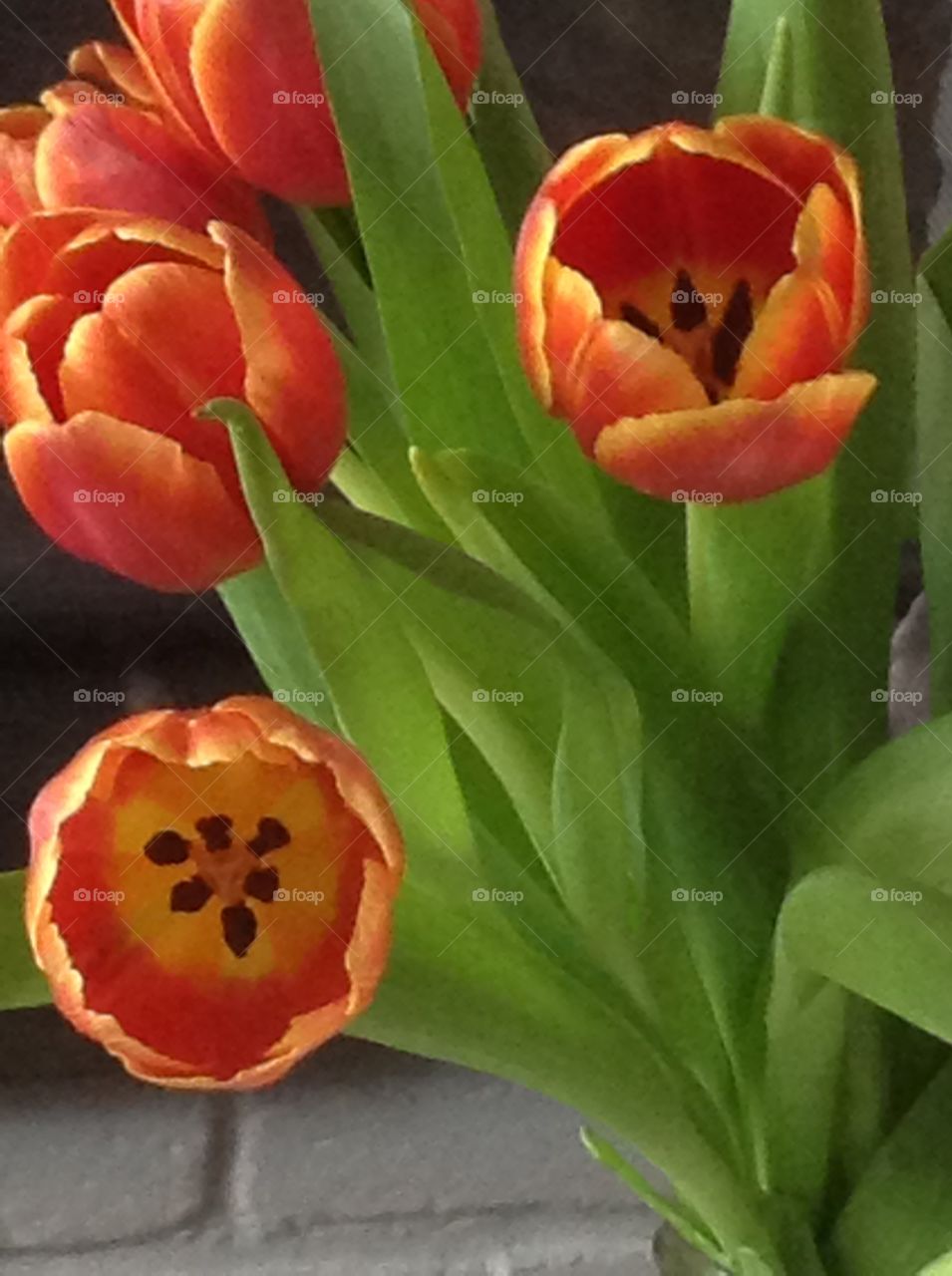 Blooming beautiful orange tulips.