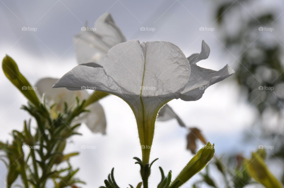 Beautiful white petunia