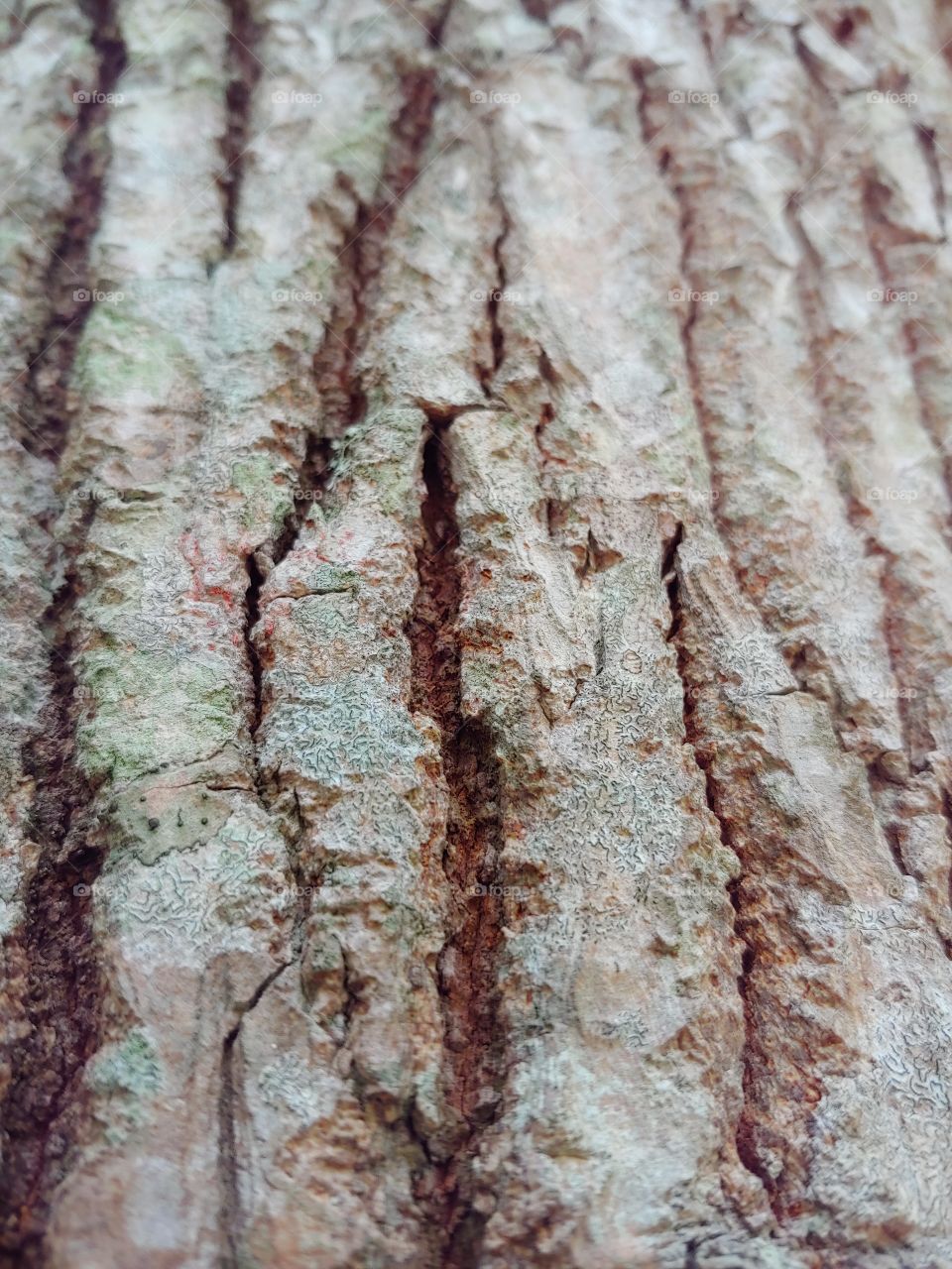 Texture made by the nature