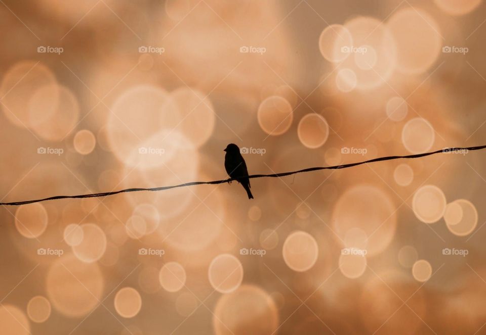 Sillhouette of perching bird surrounded by a bokeh shower