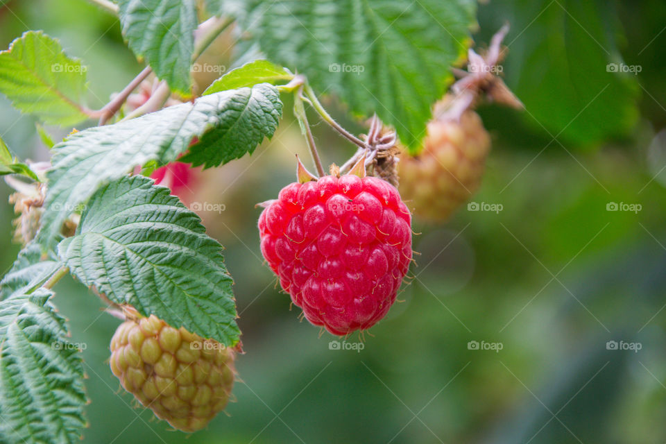 Raspberry bushes on a farm were tou can pick for your self outside Malmö in Sweden.