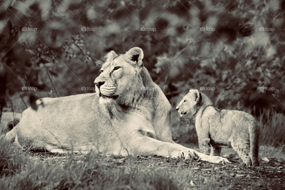 Lions :) I love this photo, no matter if it is colored or monochrome :) and you? 