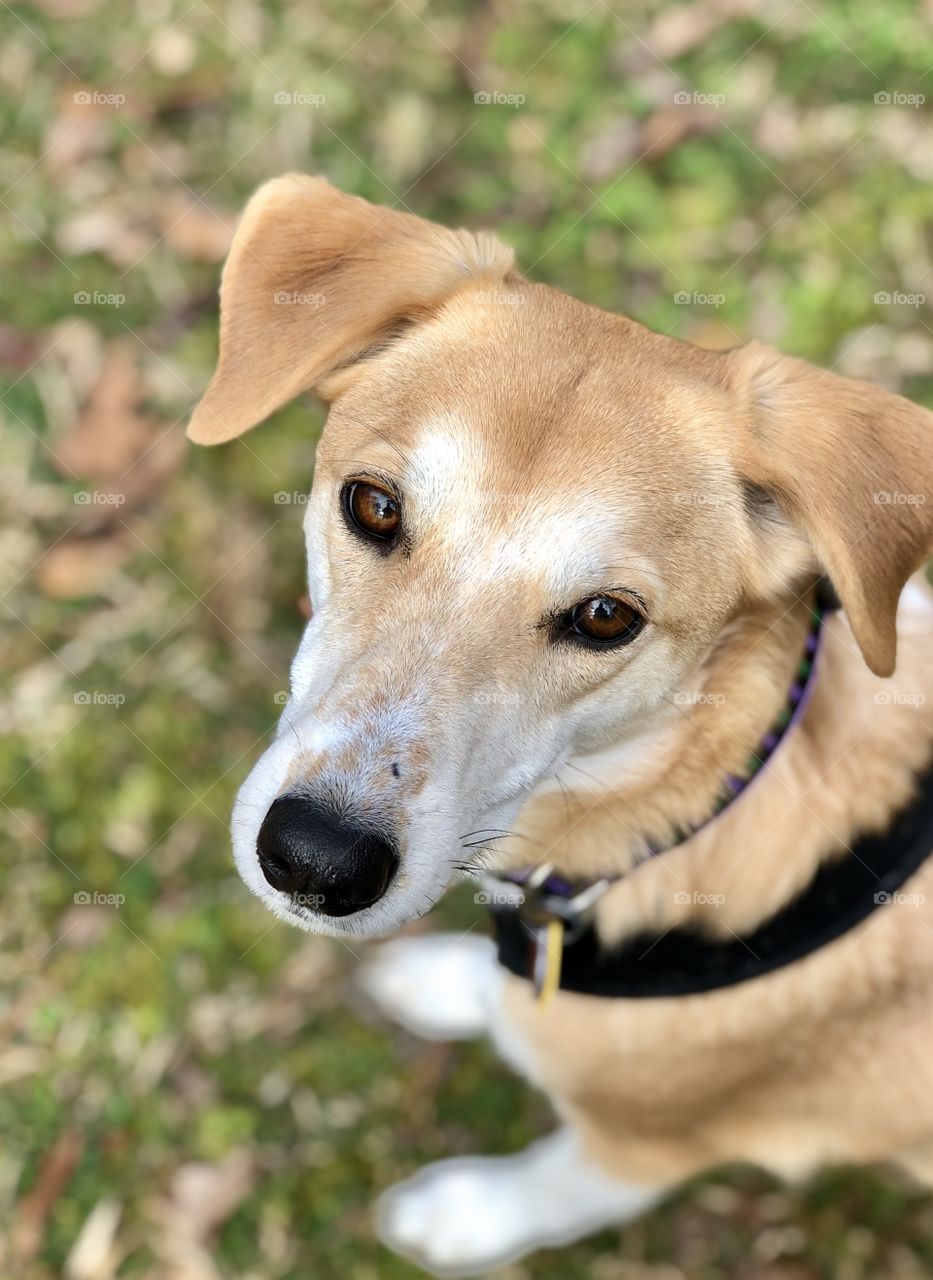 Relaxed mixed breed dog looking at camera 