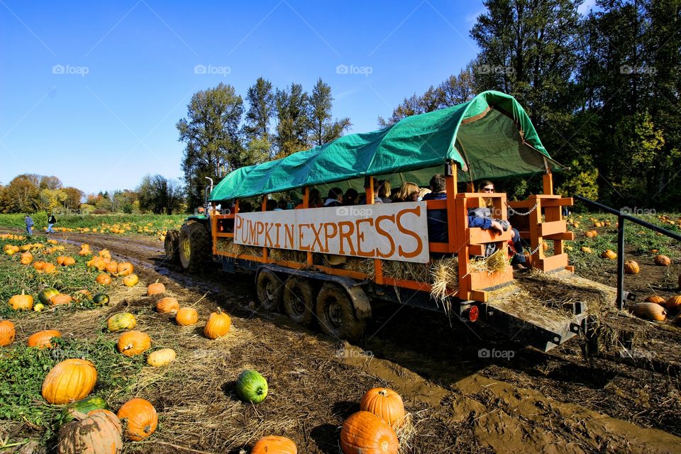 Pumpkin Express