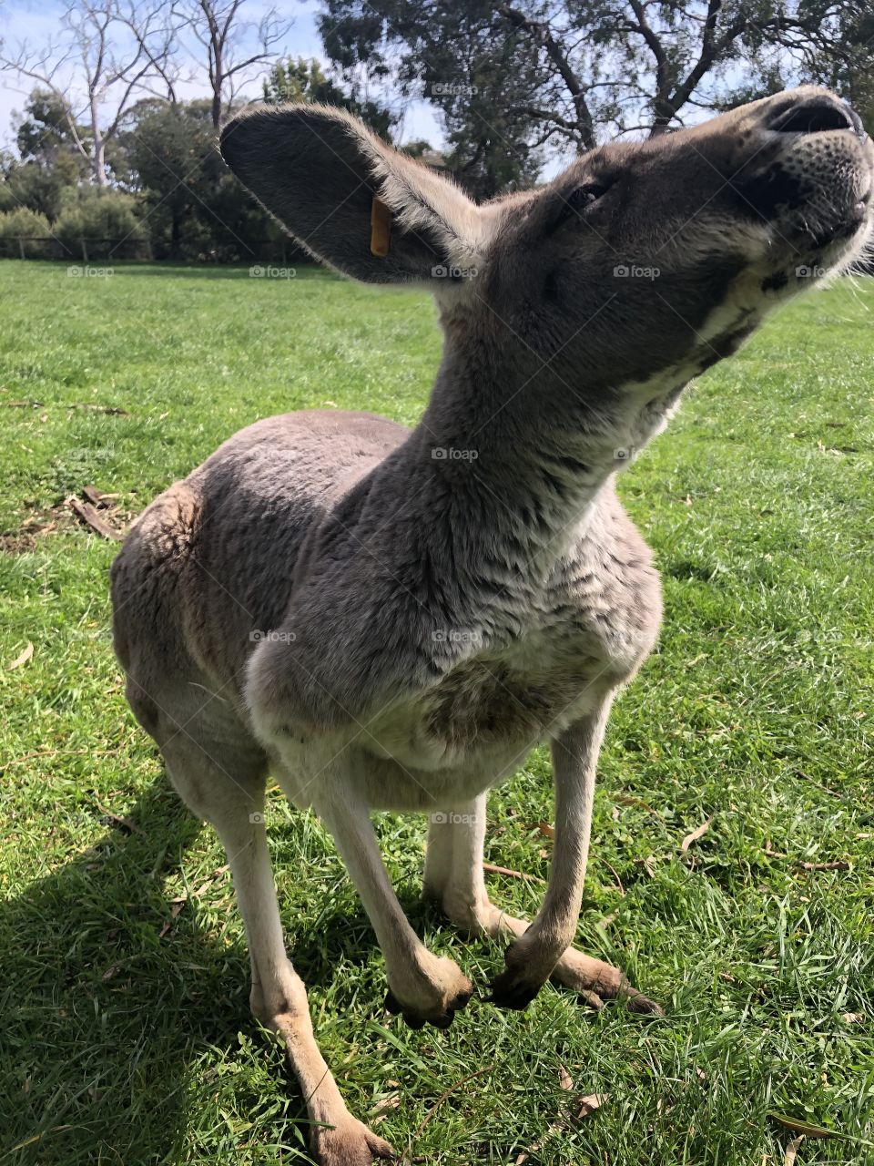 Another photo of the friendly Kangaroo 