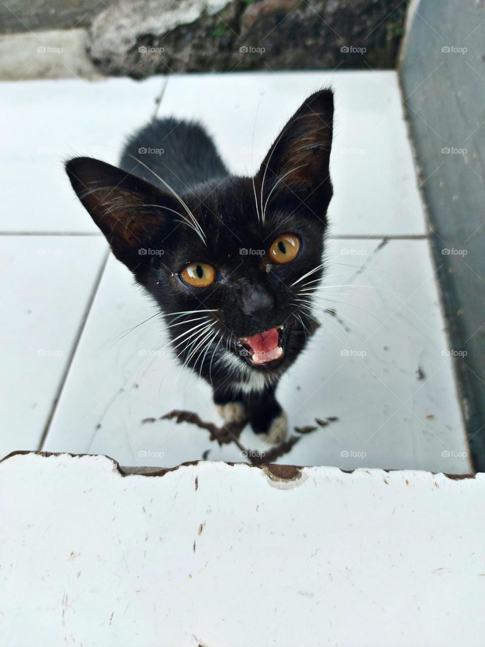 Kitten facial expressions