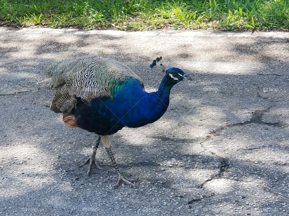 Beautiful Colorful Peacock 