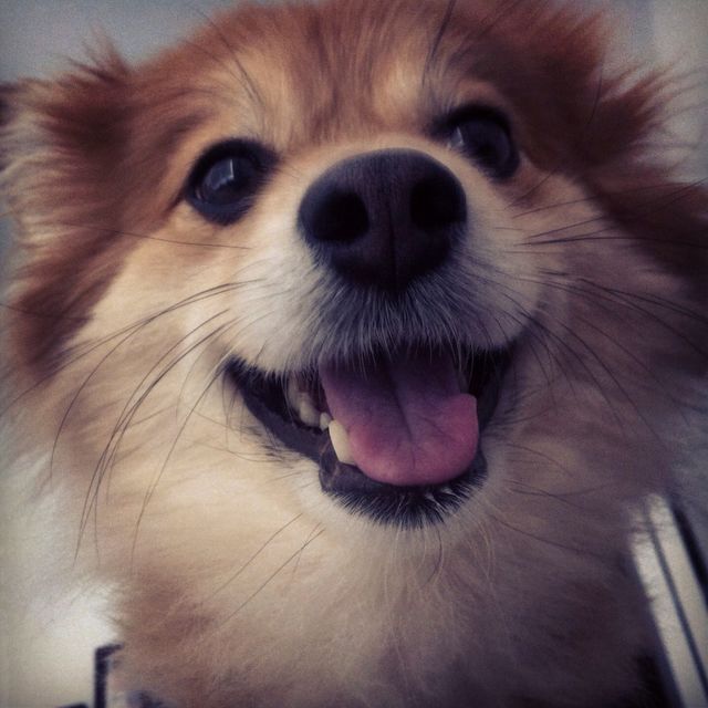 smile happy face dog by JoSaRad