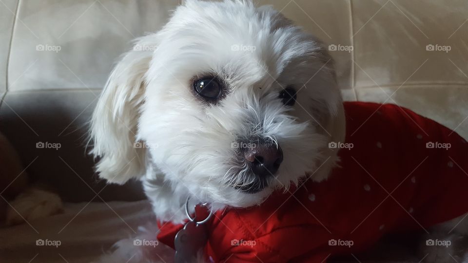 cute Maltese shitzu dog