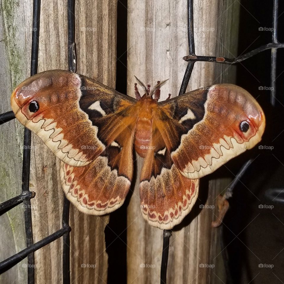 moth on a fence at night