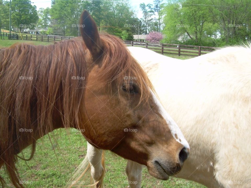 Horse in pasture