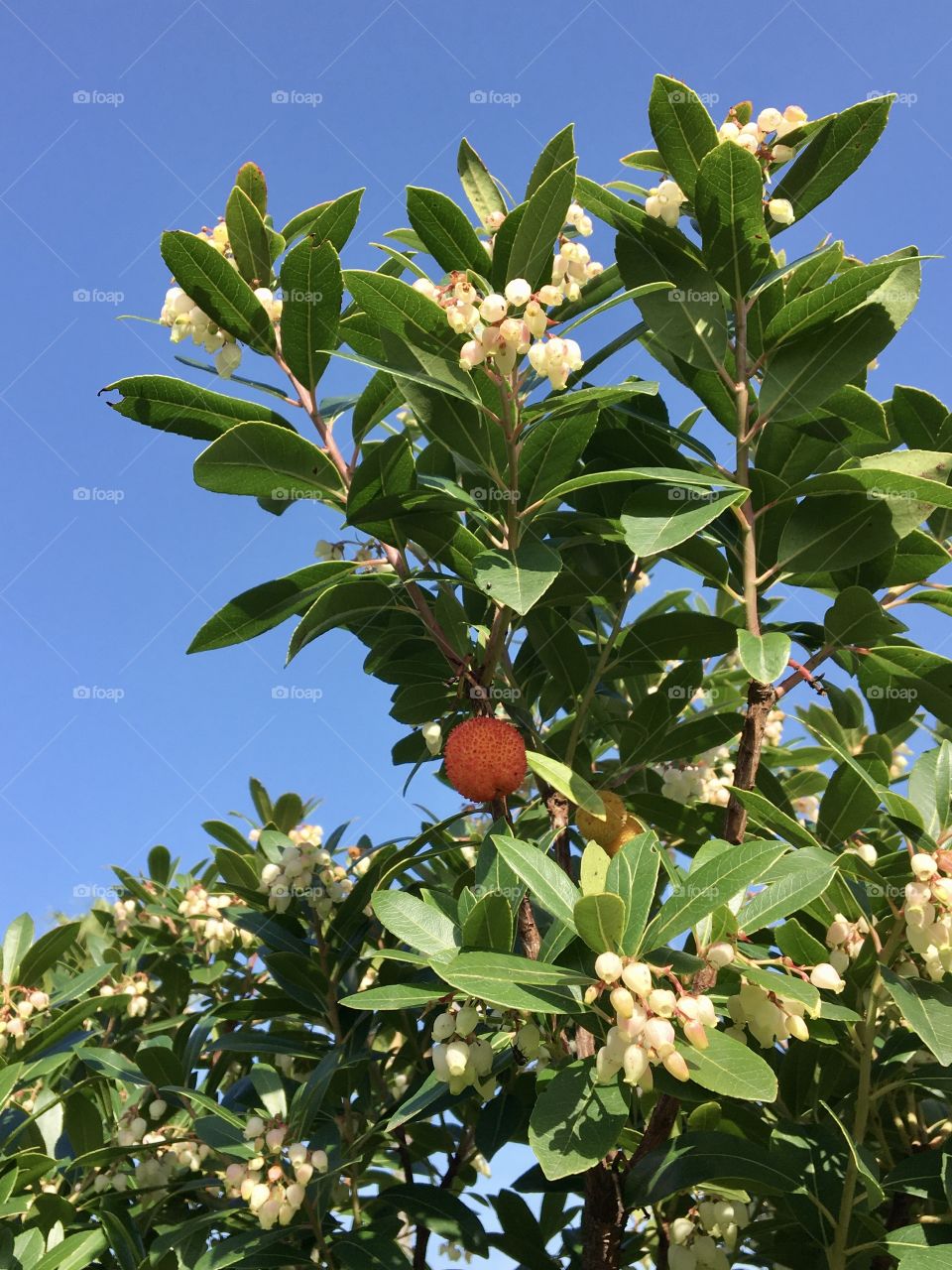 Arbutus fruit and flowers