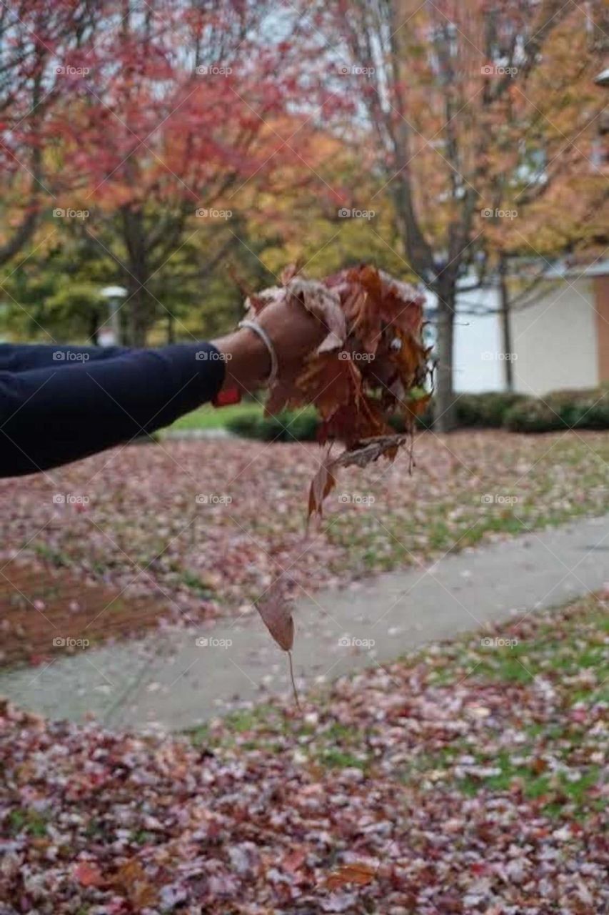 Autumn#leaves#colors#nature