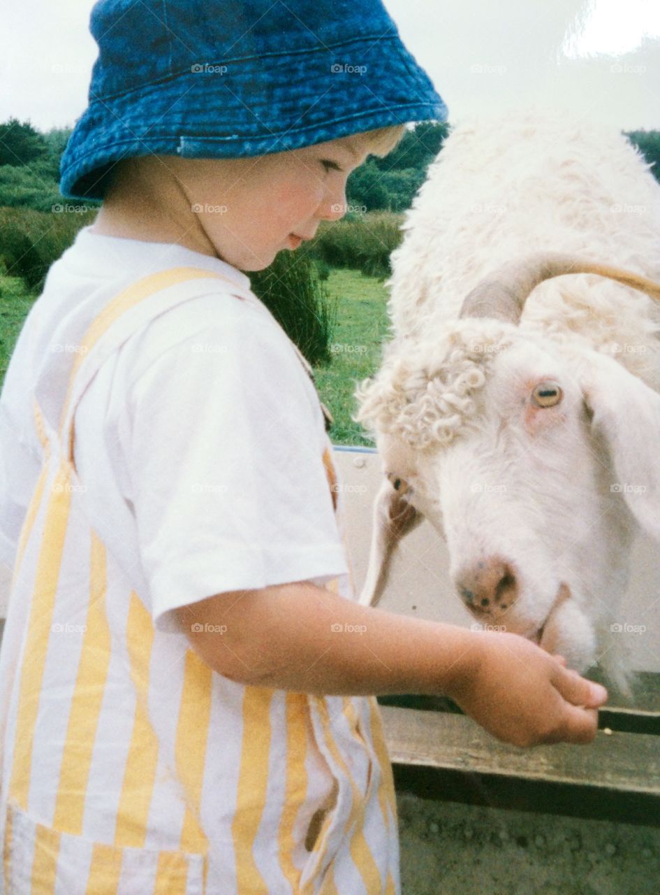 An Old Favourite. An old favourite photo of my son feeding a goat from a boat 