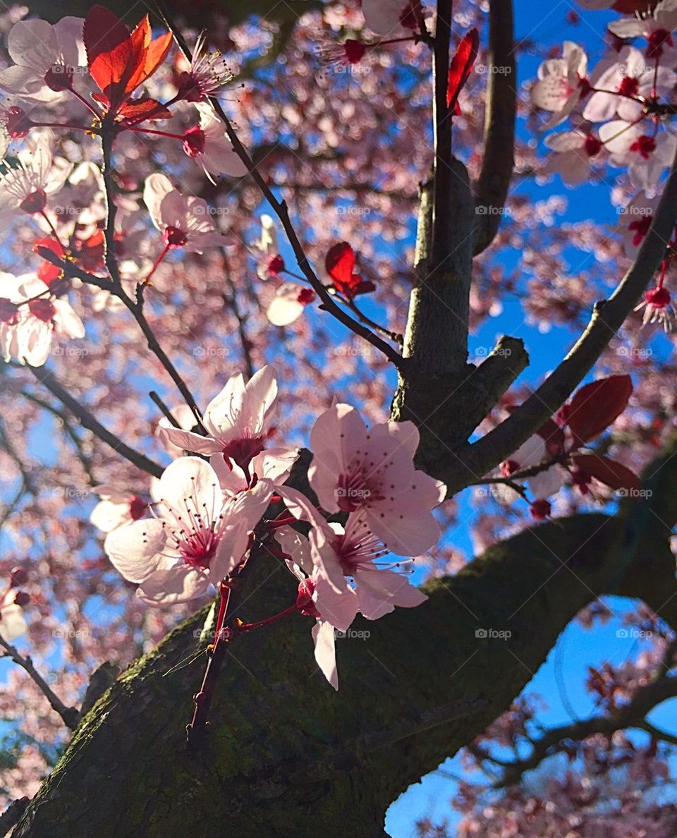 Low angle view of cherry flowering tree