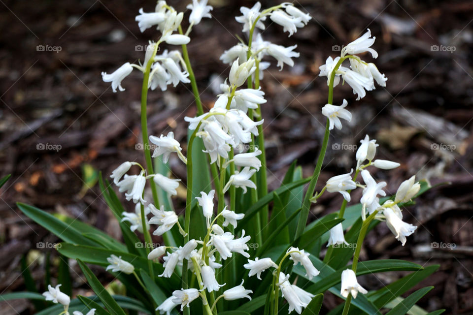 Delicate bell-shaped wildflowers in the woods.