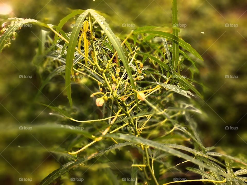 Cassava plant on a rainy afternoon