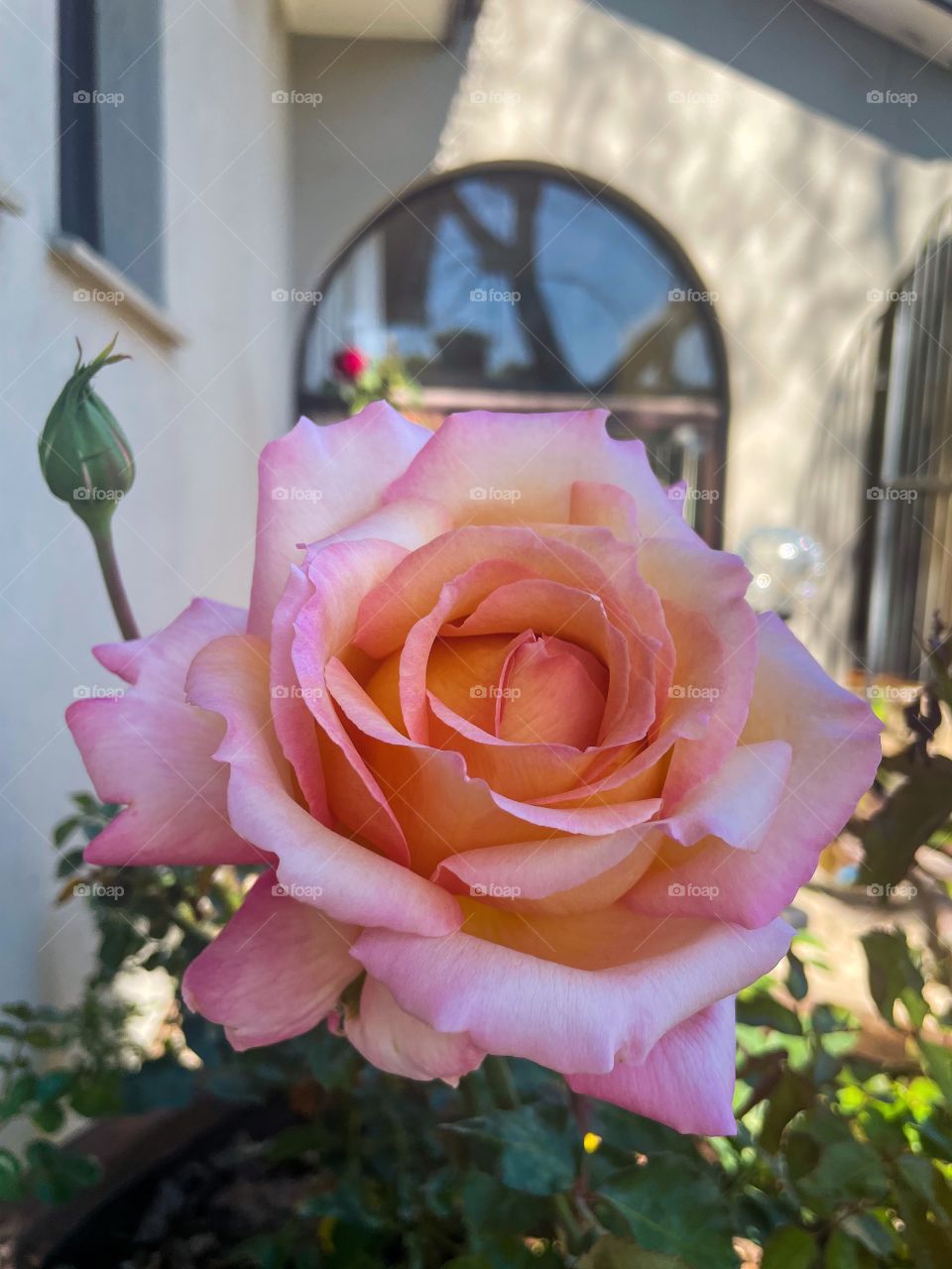 Rose ‘Perfumery’ 