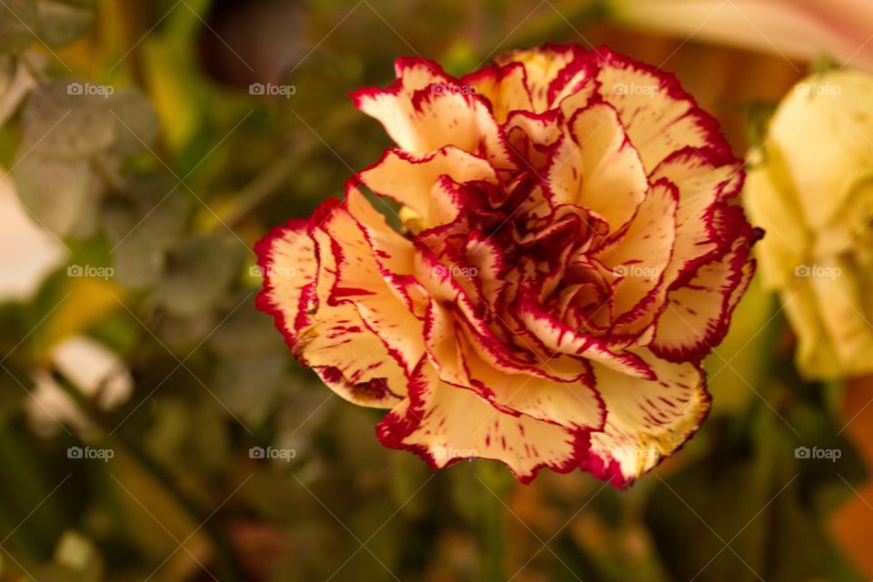 Carnation in Bloom