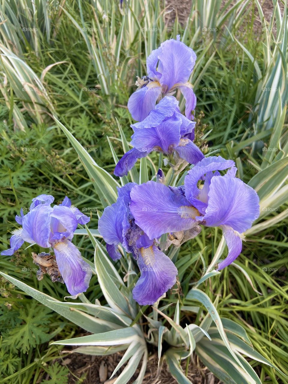 Lavender Iris