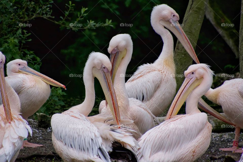 White pelicans