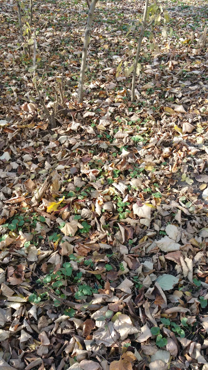 Autumn