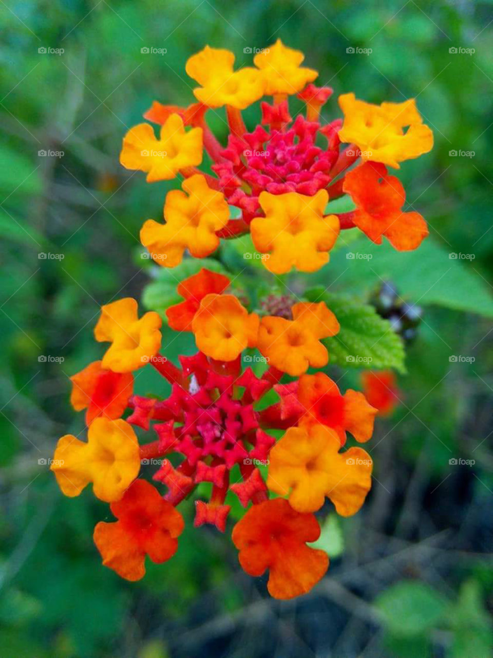A life and love as colorful like this Bahobaho flower. Commonly  grow in grasslands, so colorful and  smells strong. Like our love, deep bright in color so strong with the test of life.