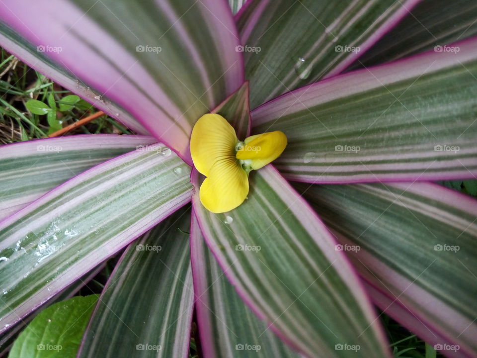 pretty purple leaves