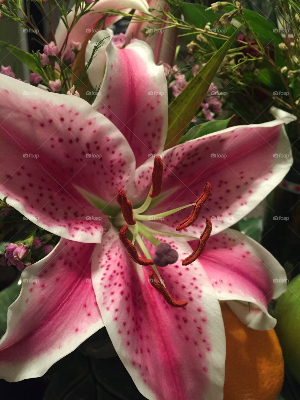 Lily close-up