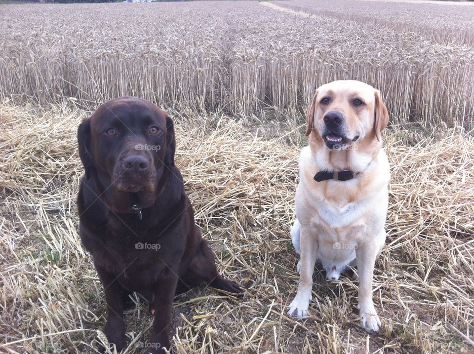 Labradors in a cornfield