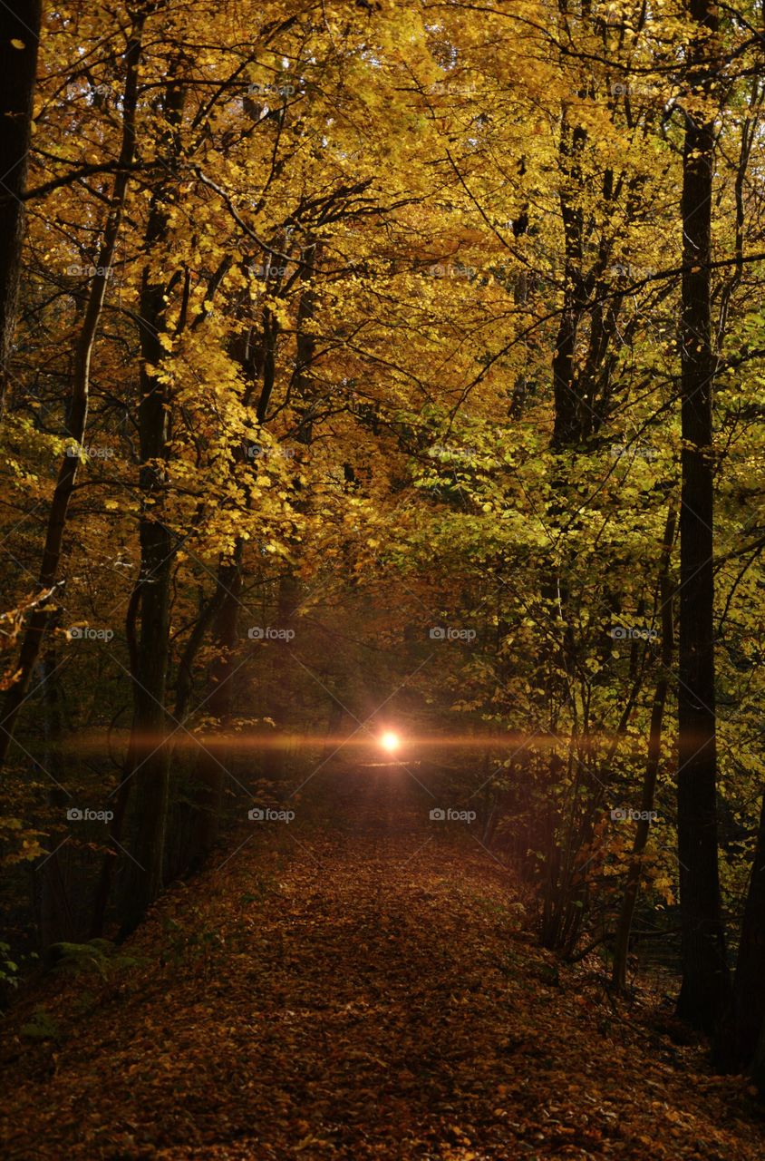 Magical forest in Sweden