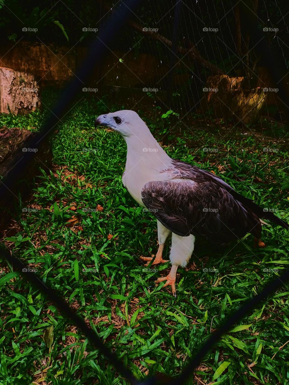 The white-bellied sea eagle (Haliaeetus
leucogaster) is a large diurnal bird of prey in the family Accipitridae, a white head, rump and underparts, and dark or
slate-grey back and wings.