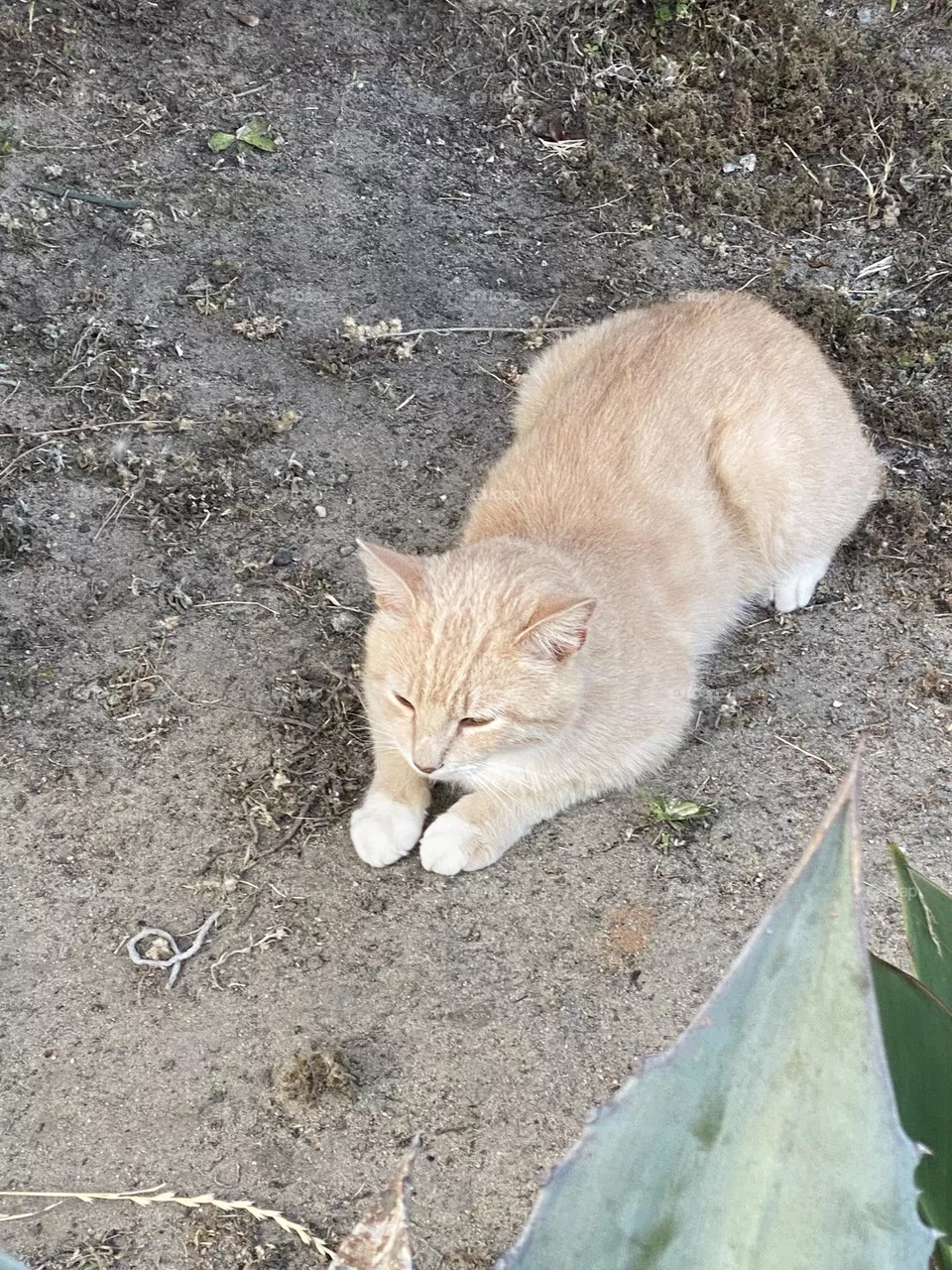 A relaxing cat