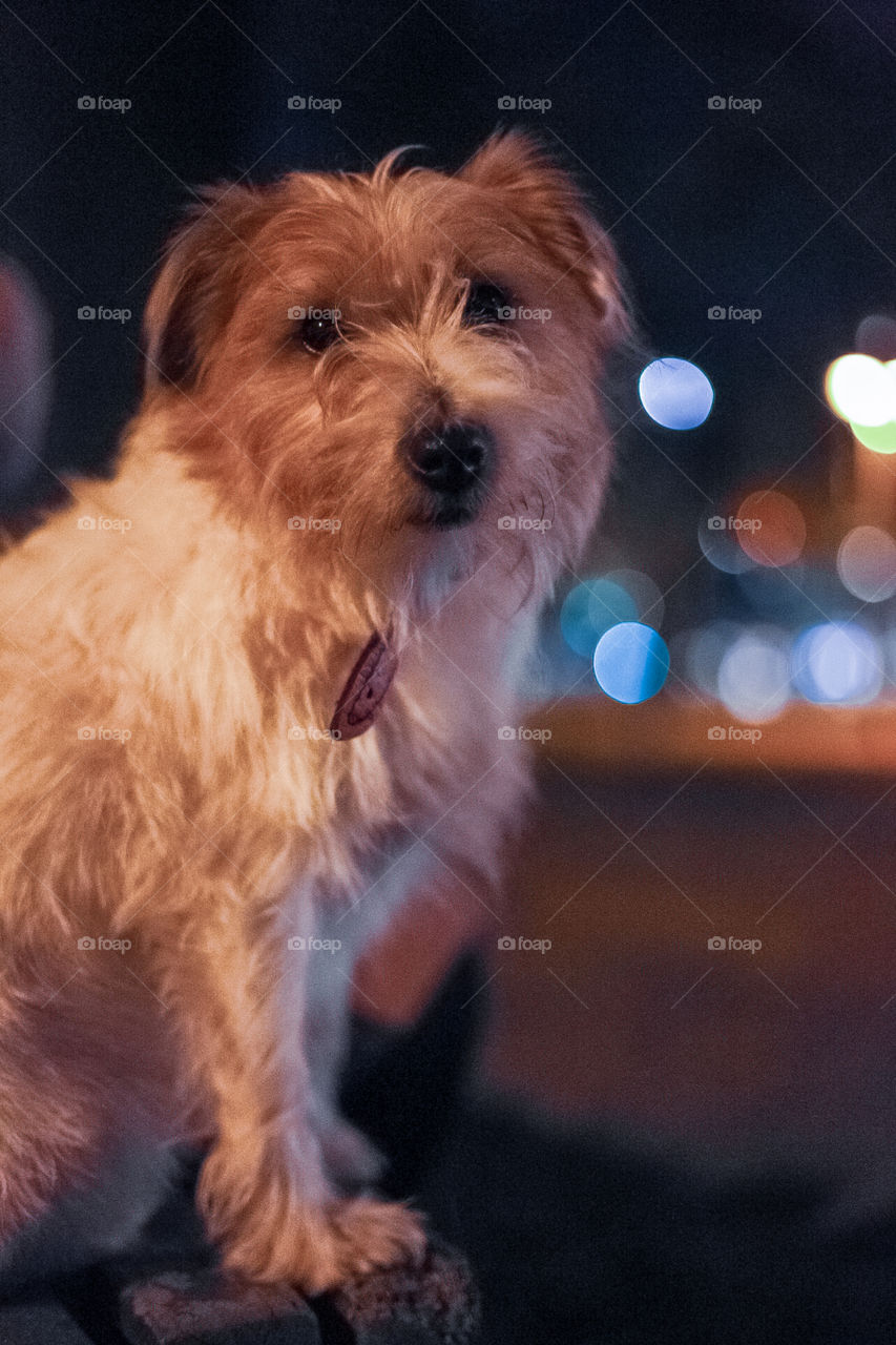 Portrait of a rough cut Jack Rasel terrier dog