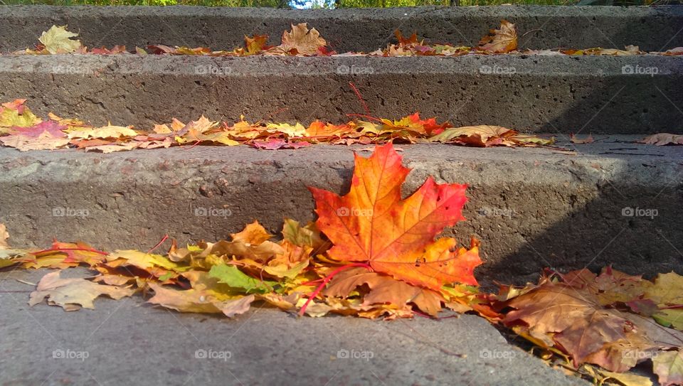 Autumn leafs on stone