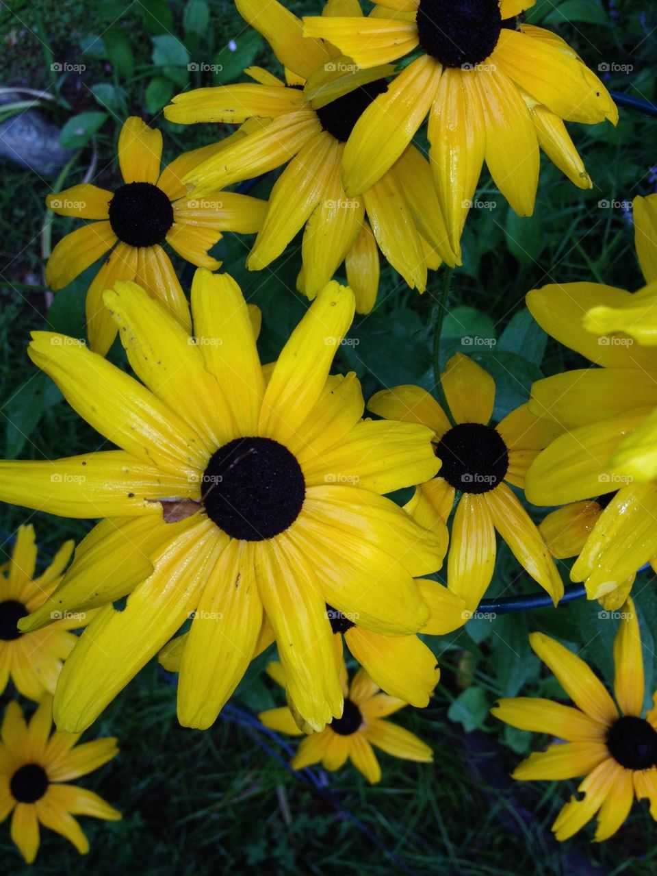 PERENNIALS Black Eyed Susans