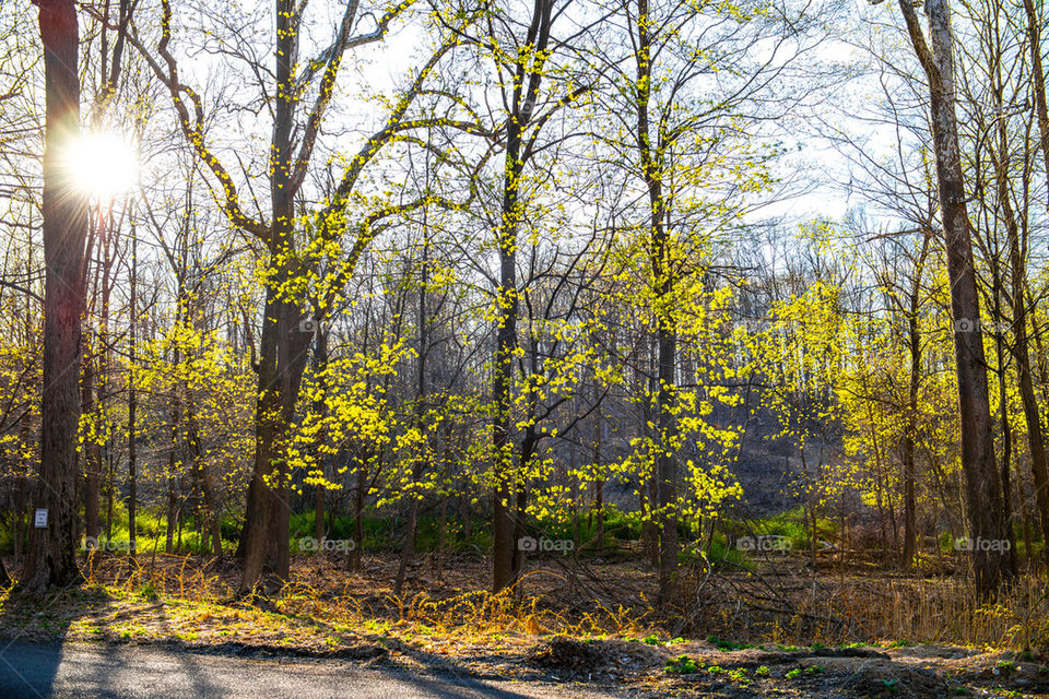 forest sun rays cornwall ny spring by delvec