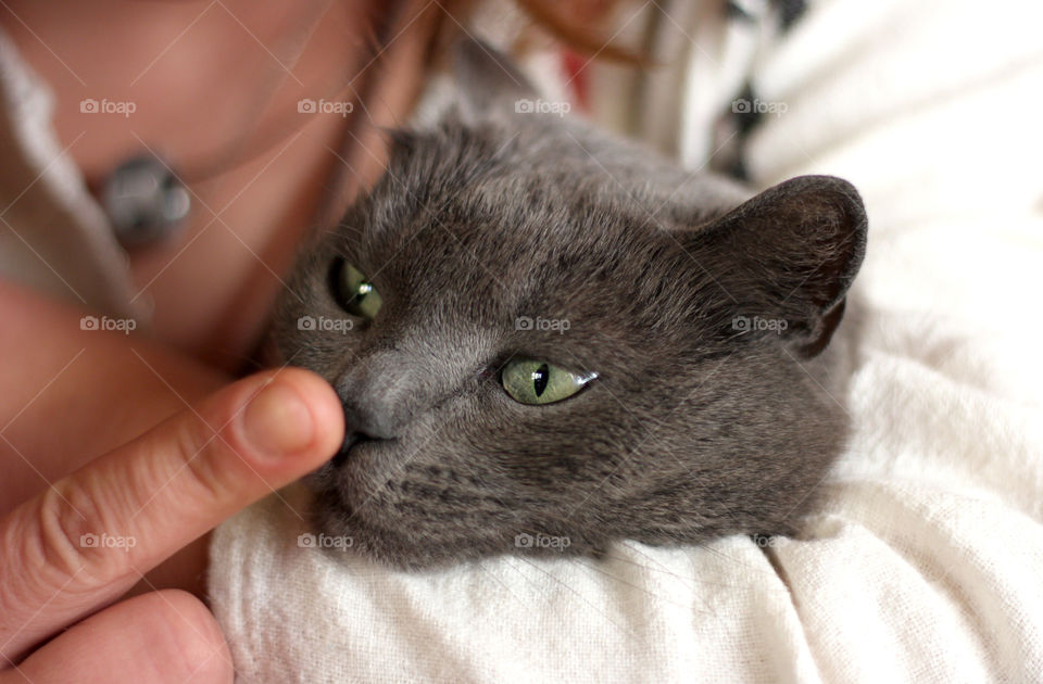 Hugging grey cat, touching nose