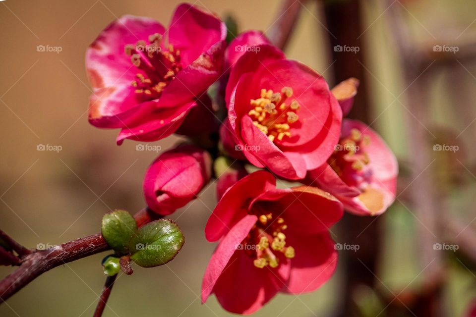 Red spring flowers